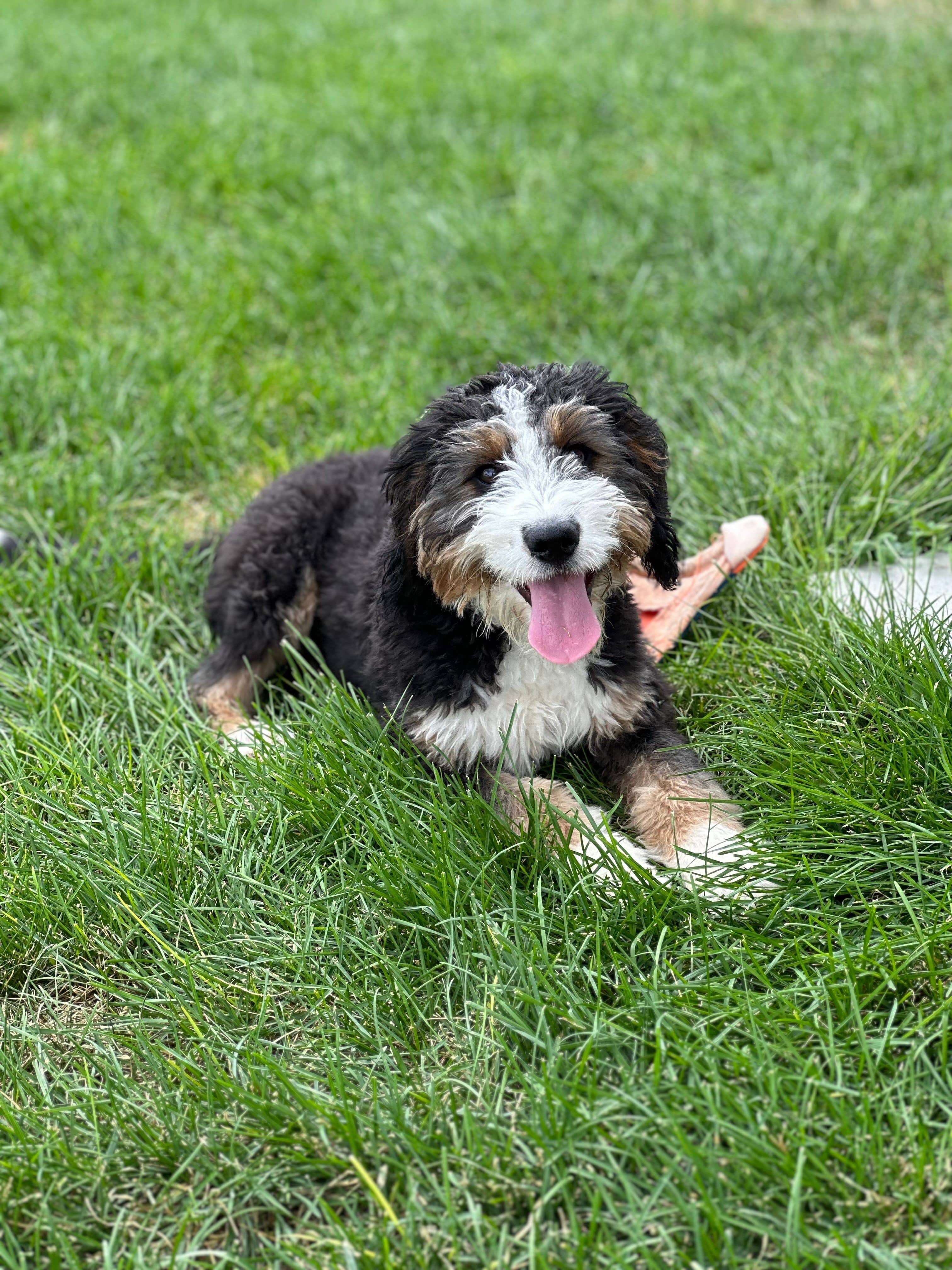 Dogs in the Grass