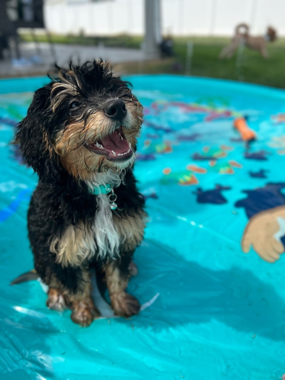 Puppy After Bath