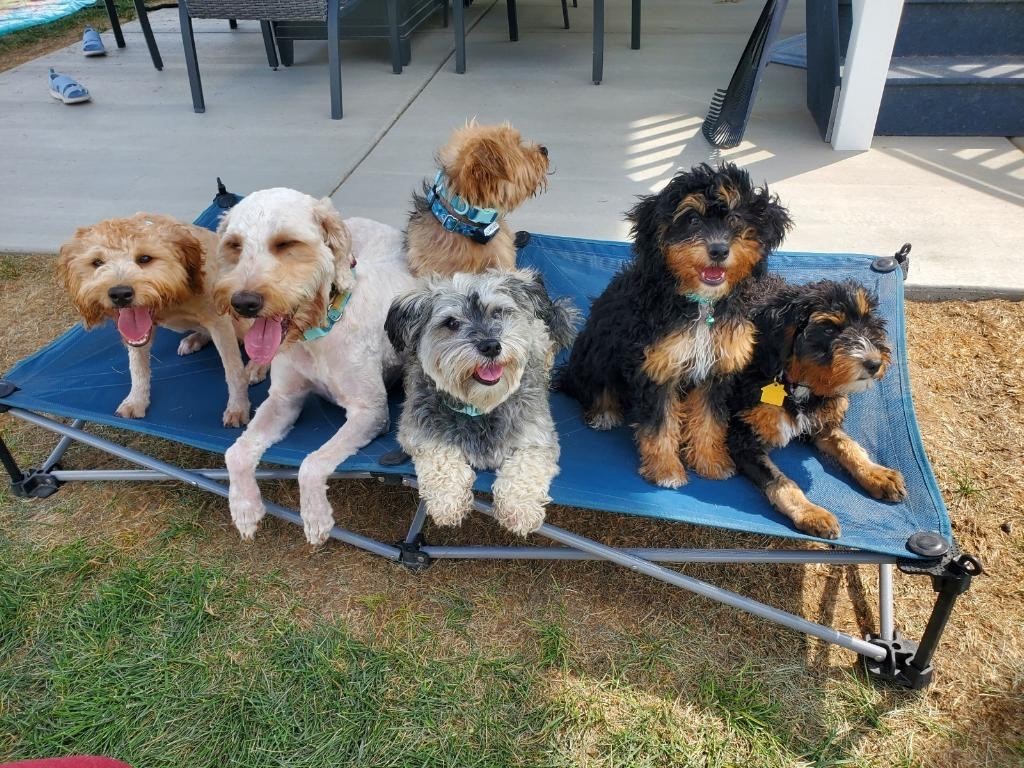 Puppies on Cot